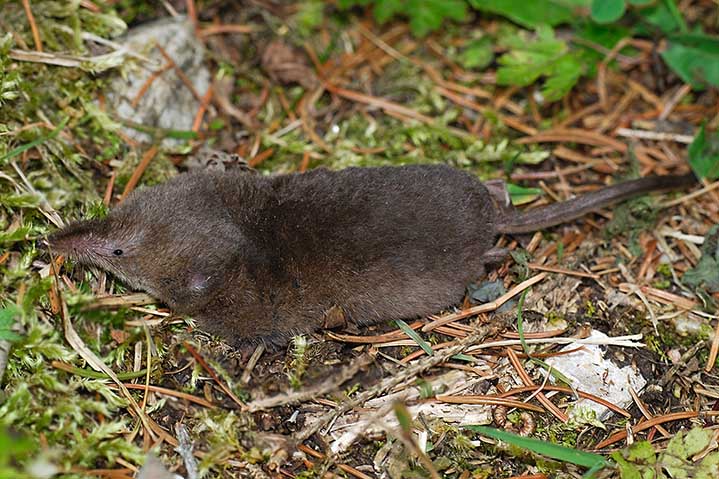 Sorex sp. - Dolomiti